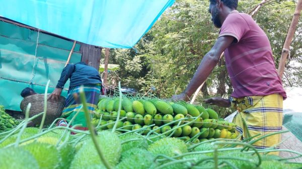নরসিংদীতে কাকরোলের গ্রামে চাষিদের দুর্ভোগ